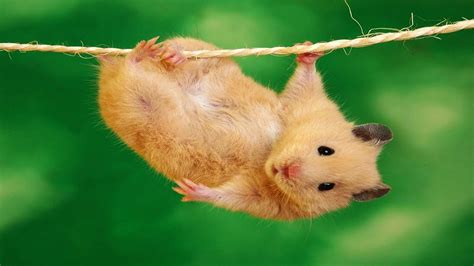 x hamster free pics|300+ Free Hamster & Nature Photos